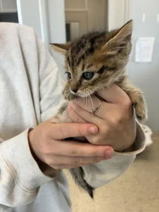 A baby small-sized female Domestic Short Hair cat named Candy for adoption in Lafayette, IN
