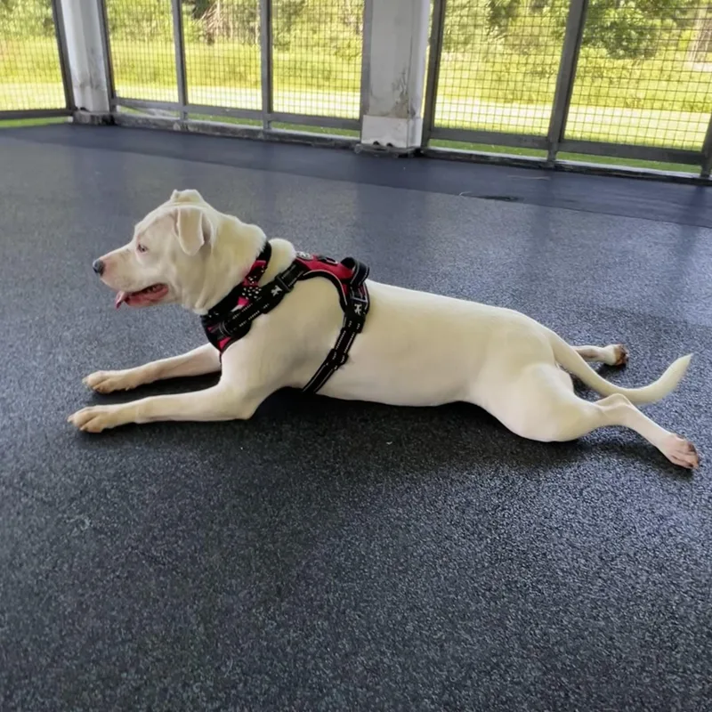 A young medium-sized female White / Cream Pit Bull Terrier dog named Zozo for adoption in Ithaca, NY
