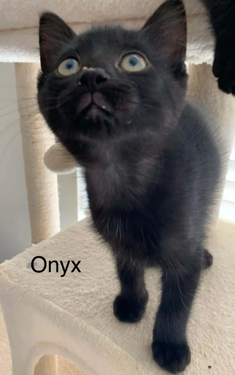 Onyx
