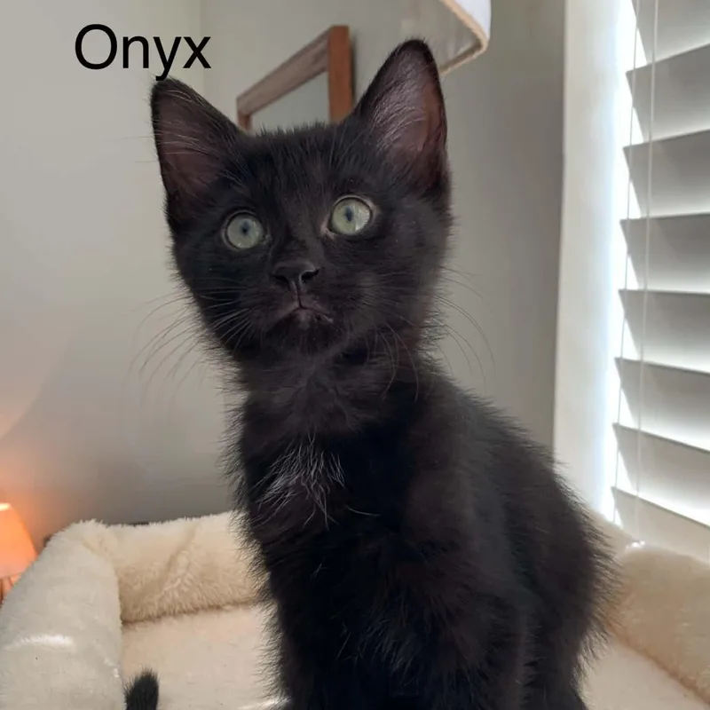 Onyx thumbnail 2