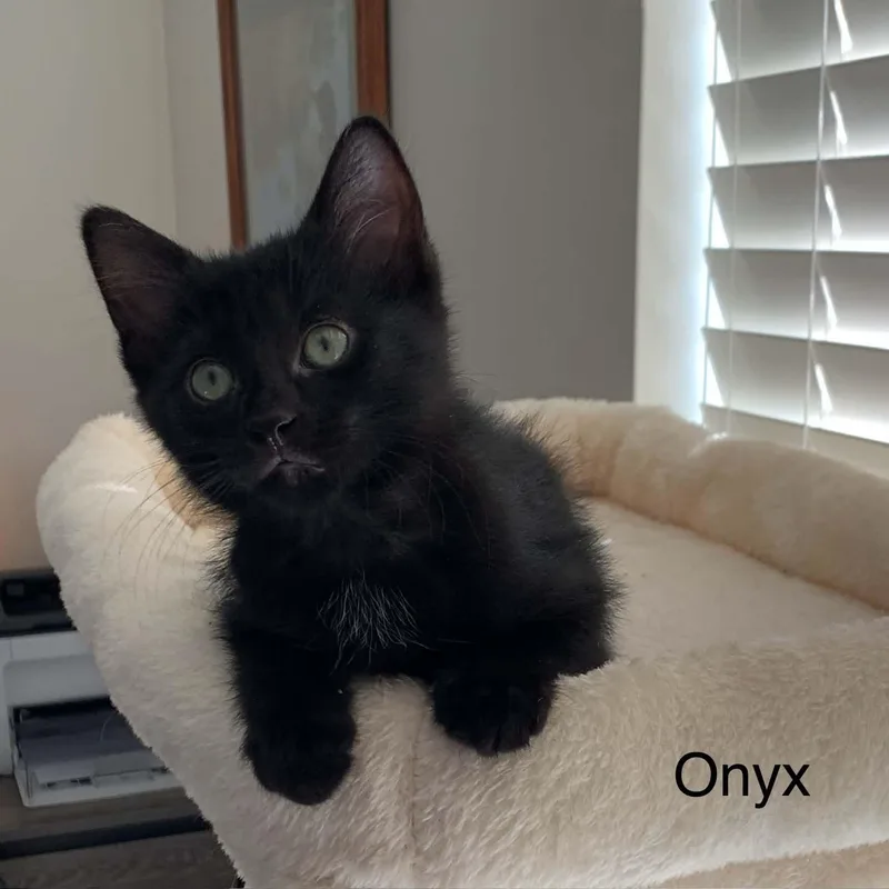 Onyx thumbnail 3