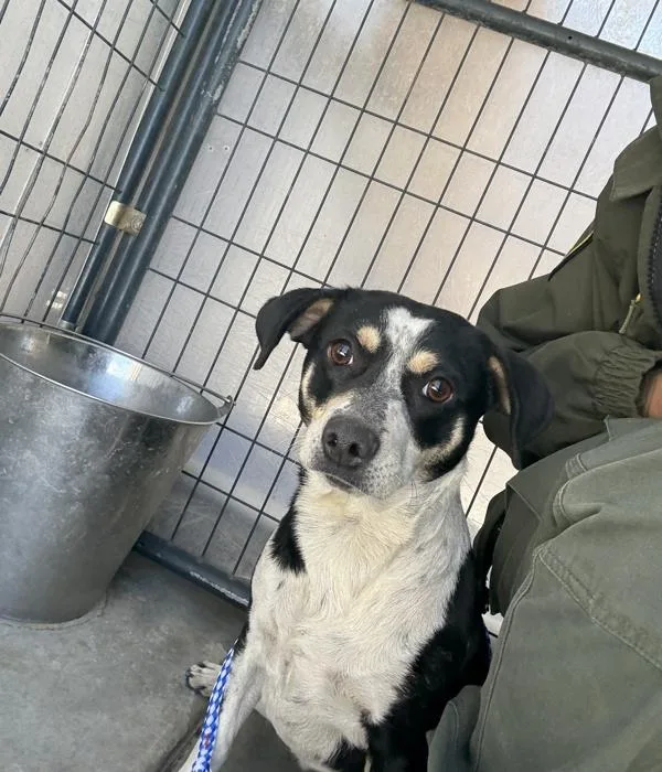 An adult medium-sized female Chihuahua dog named Molly for adoption in Victorville, CA