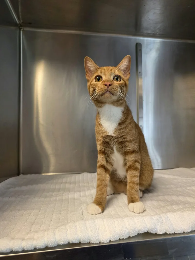 A young medium-sized male Tabby (Orange / Red) Domestic Short Hair cat named Tomac for adoption in Umatilla, FL