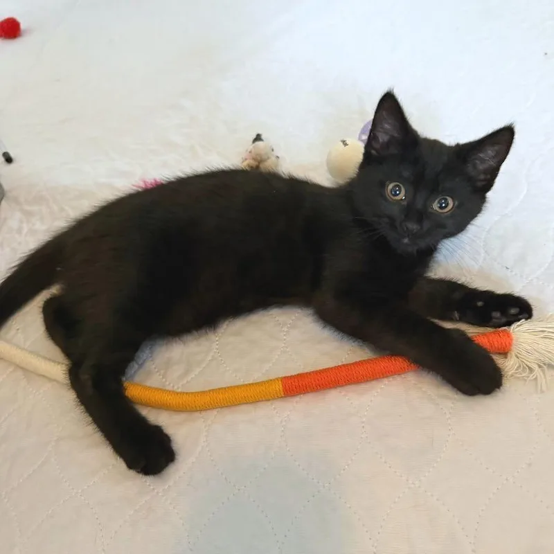 A baby small-sized female Domestic Short Hair cat named Lemon for adoption in Gibsonia, PA