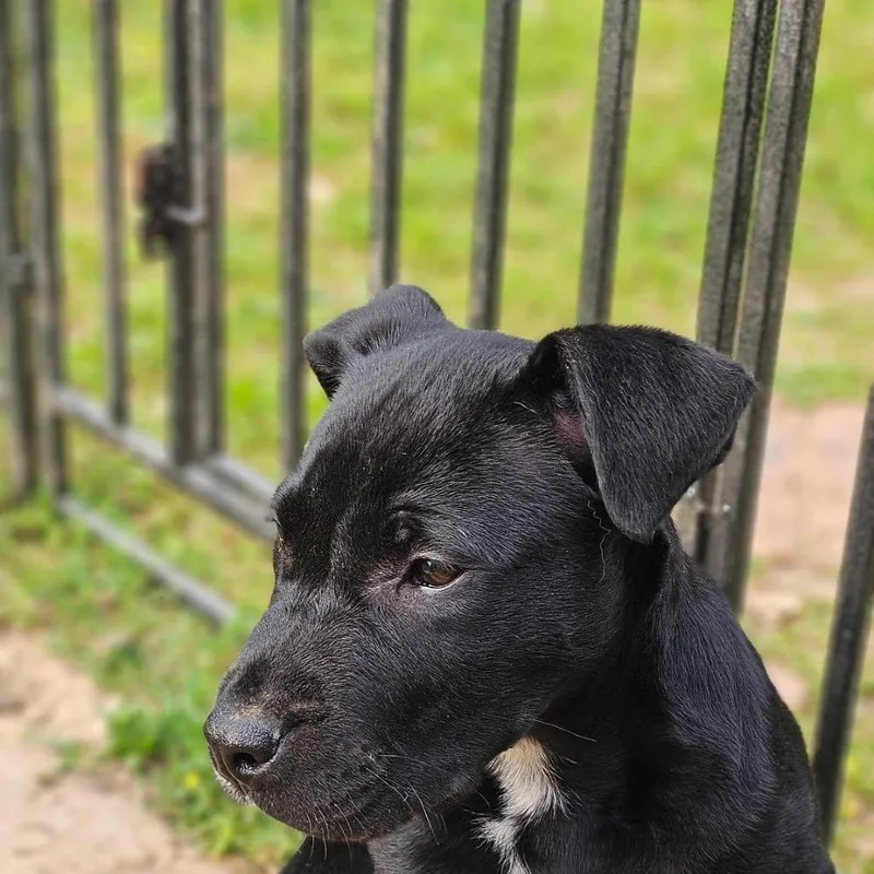 A baby medium-sized male Labrador Retriever dog named Rue for adoption in Cordova, TN