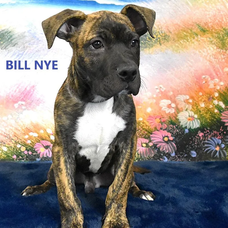 Bill Nye thumbnail 2