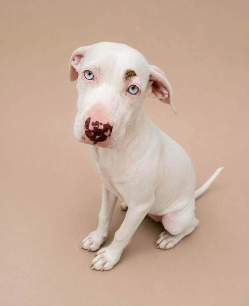 A baby medium-sized female White / Cream Mixed Breed dog named Capri for adoption in Statesboro, GA