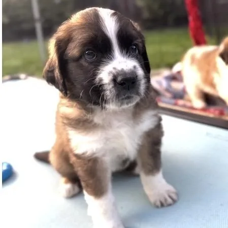 A baby large-sized female Brown / Chocolate Saint Bernard dog named Elodie for adoption in Santa Rosa, CA