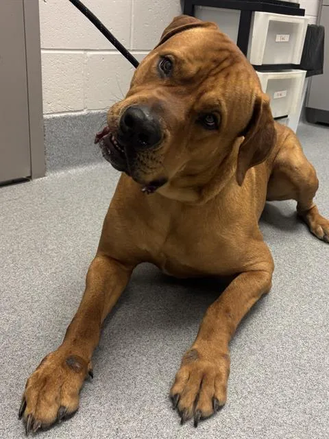 An adult medium-sized male Rhodesian Ridgeback dog named Sinatra for adoption in Indianapolis, IN