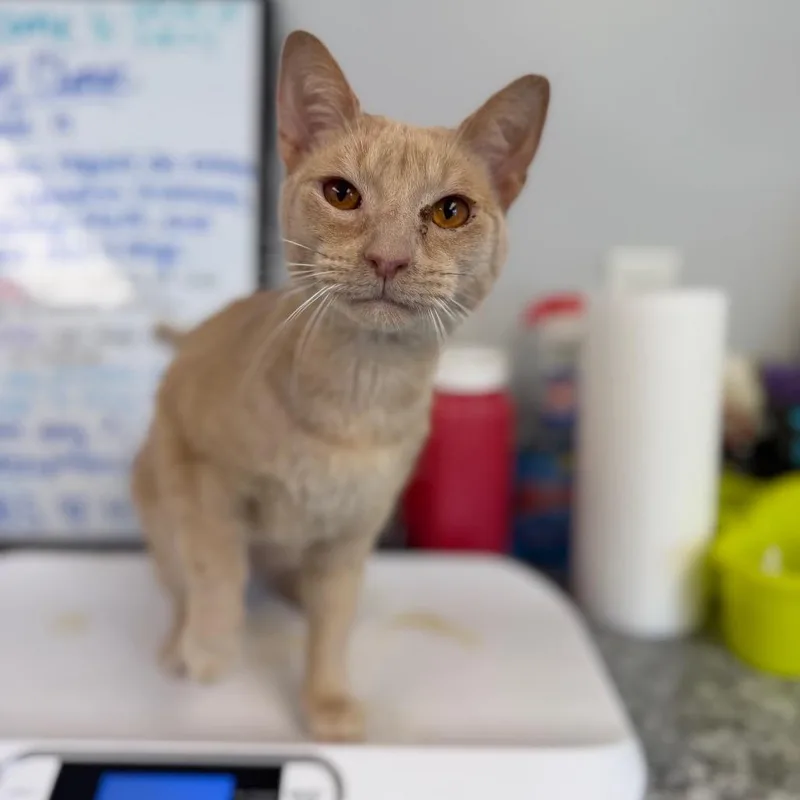 An adult medium-sized male Buff / Tan / Fawn Domestic Short Hair cat named Ja  Booboo for adoption in Watertown, NY