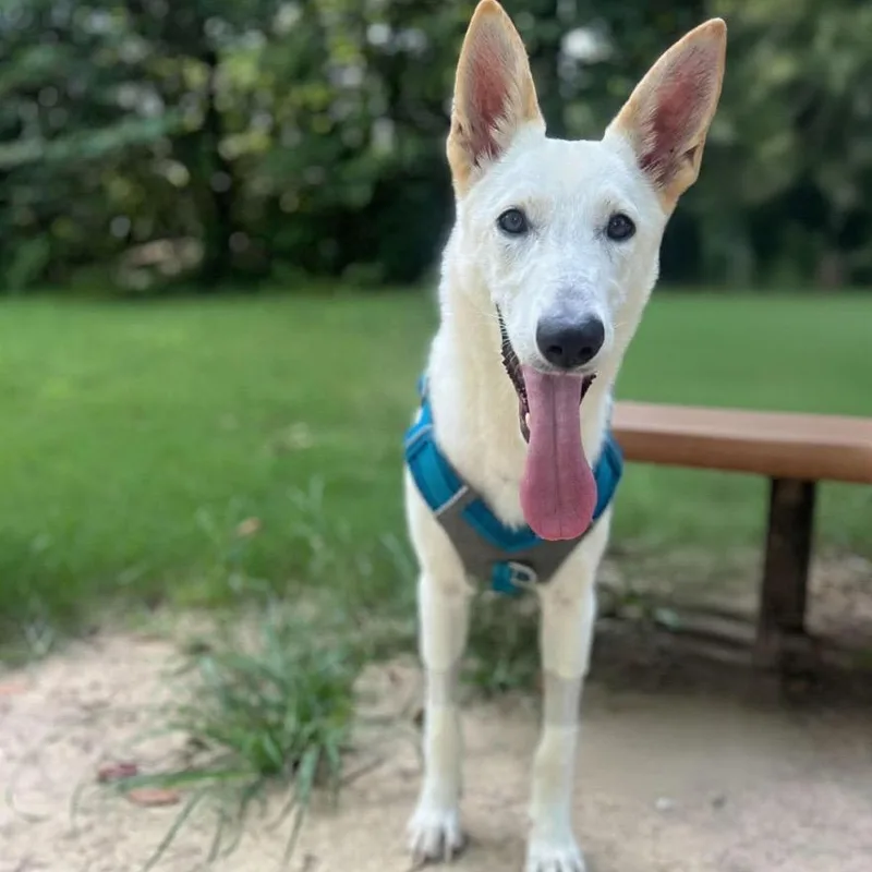 Hanalei