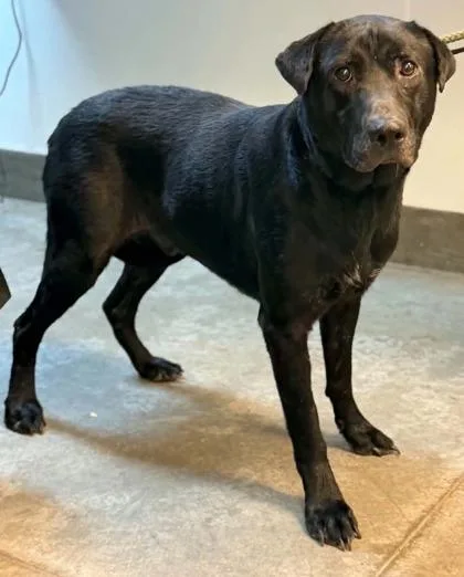 An adult large-sized male Labrador Retriever dog named Banjo for adoption in Bowling Green, KY