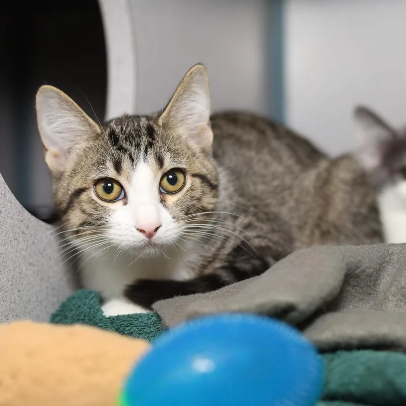 A baby small-sized female Brown / Chocolate Domestic Short Hair cat named Lily for adoption in Evansville, IN