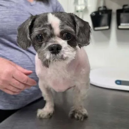 An adult small-sized male White / Cream Mixed Breed dog named Elvin for adoption in Fredericksburg, VA