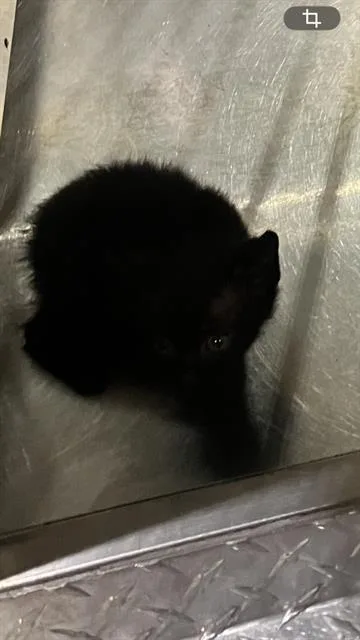 A baby small-sized female Domestic Short Hair cat named Jax for adoption in Dallas, TX
