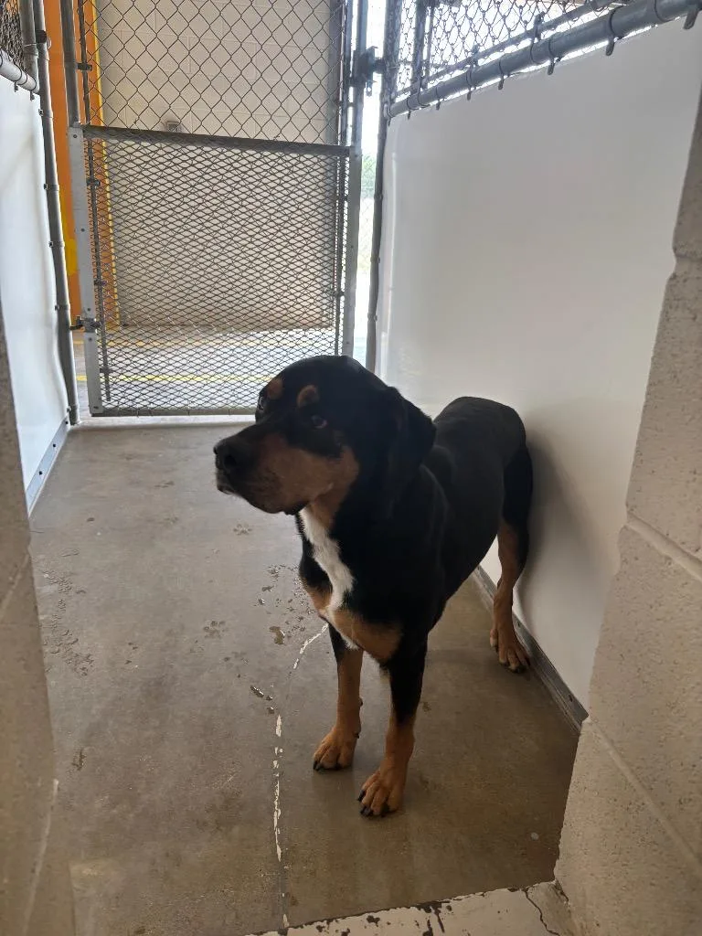 An adult large-sized male Rottweiler dog named Cujo for adoption in Belton, TX