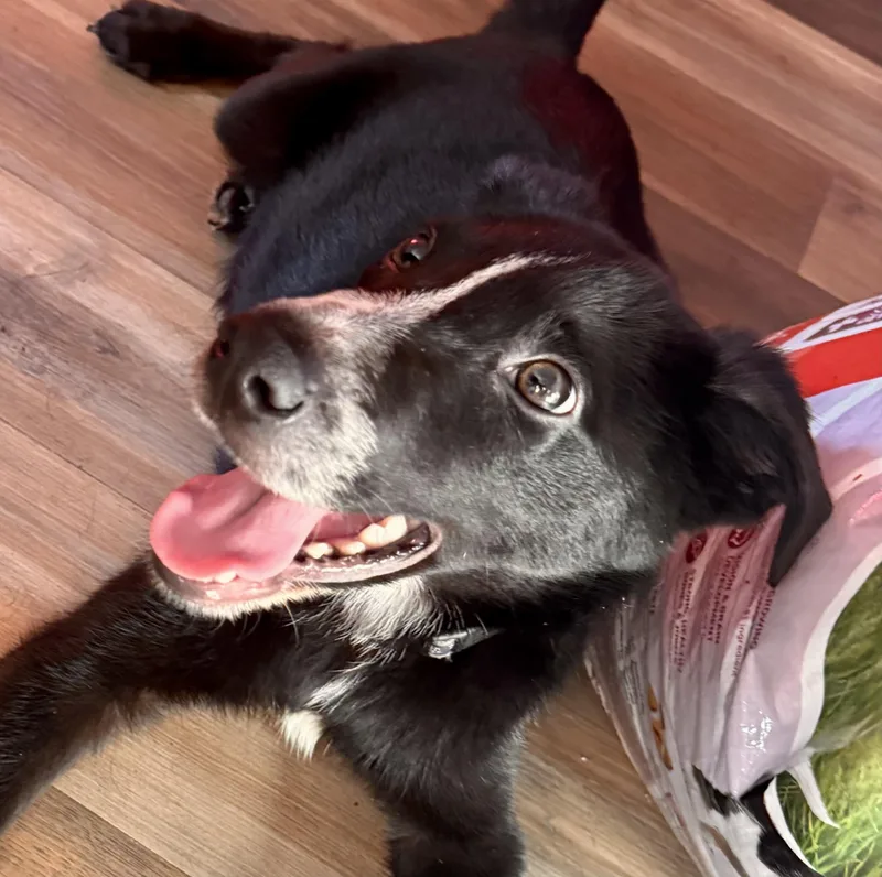 A baby medium-sized male Black Shepherd dog named Dillon  male D for adoption in Cincinnati, OH