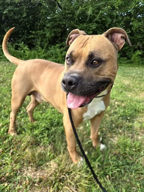 An adult large-sized male Terrier dog named Rocko for adoption in Olivette, MO