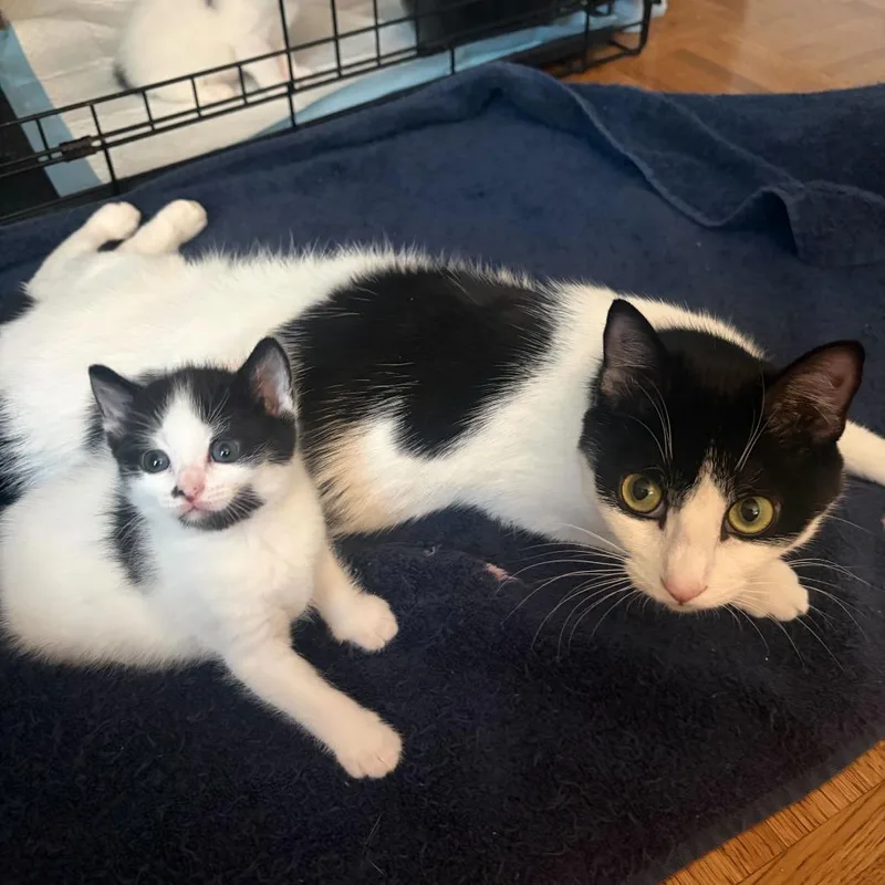 A young medium-sized female White Domestic Short Hair cat named Chamomile for adoption in New York, NY