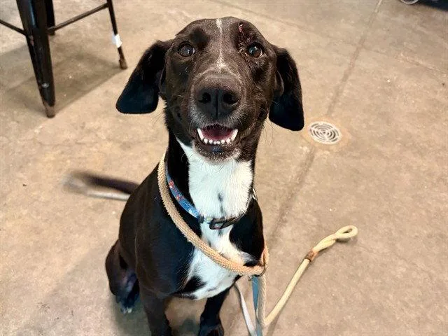 An adult large-sized female Labrador Retriever dog named Sailor for adoption in Tavares, FL