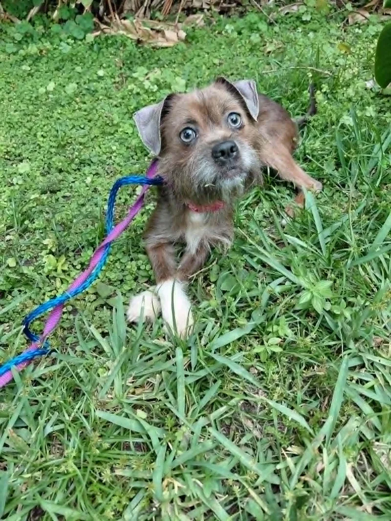 A young small-sized female Brown / Chocolate Rat Terrier dog named Brianna for adoption in Jacksonville, FL
