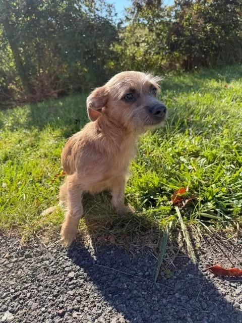 A baby small-sized male Golden Wirehaired Terrier dog named Cosmo for adoption in Augusta, WV