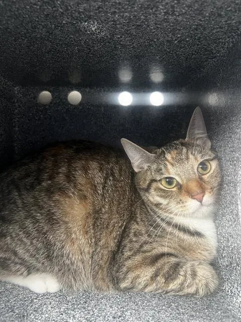 An adult medium-sized female Domestic Medium Hair cat named Pepper for adoption in Dallas, TX