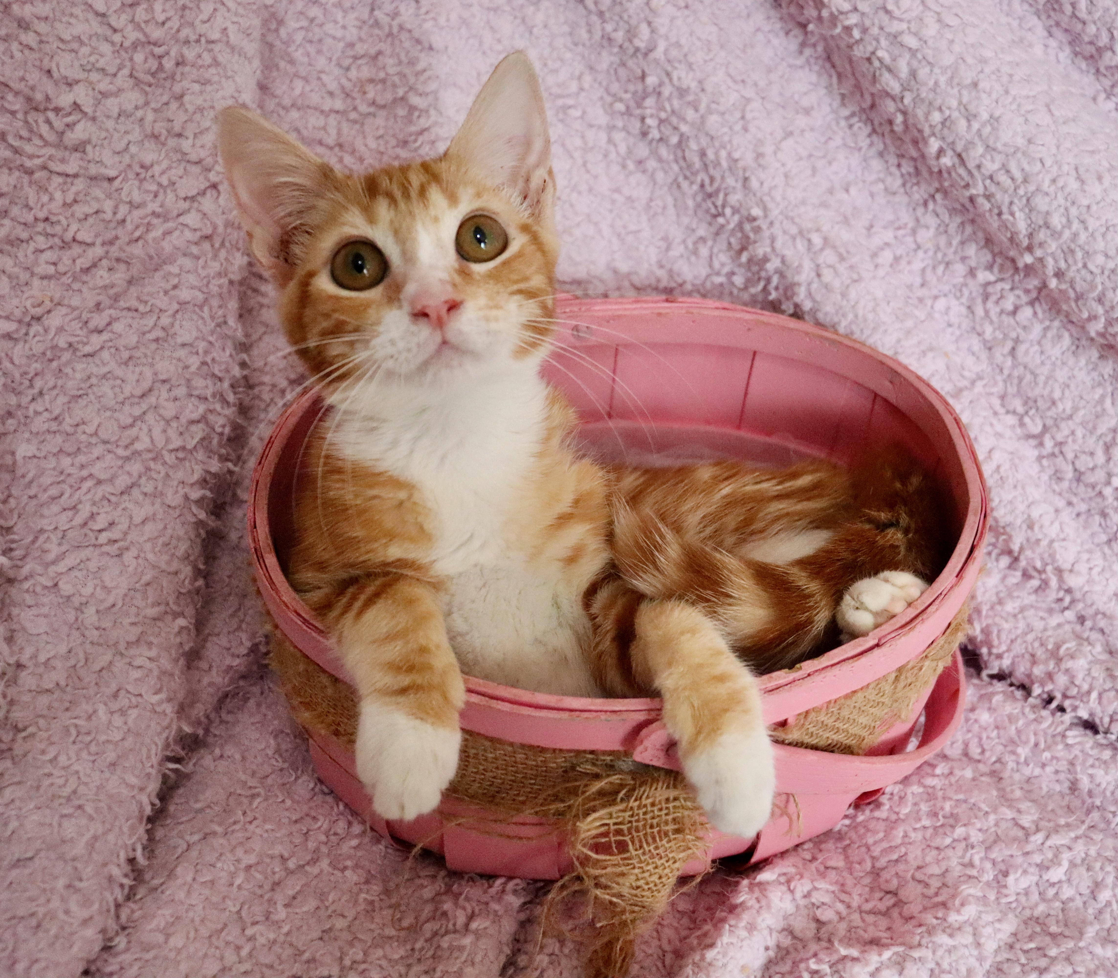 A baby medium-sized female Tabby (Orange / Red) Tabby cat named Sunny for adoption in Saint Augustine, FL