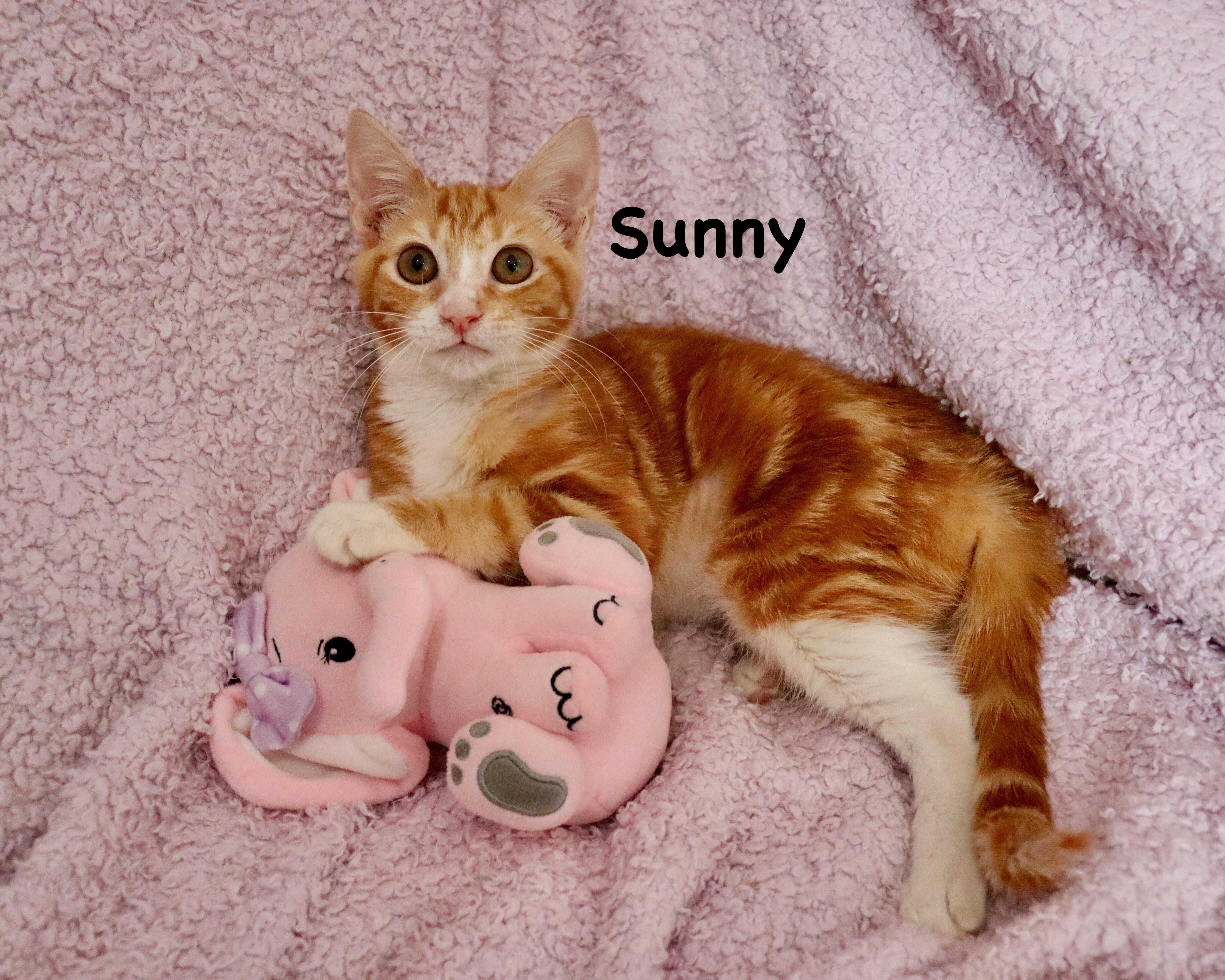 Sunny thumbnail 3