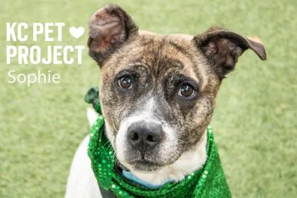 An adult large-sized female White / Cream Mixed Breed dog named Sophie for adoption in Kansas City, MO
