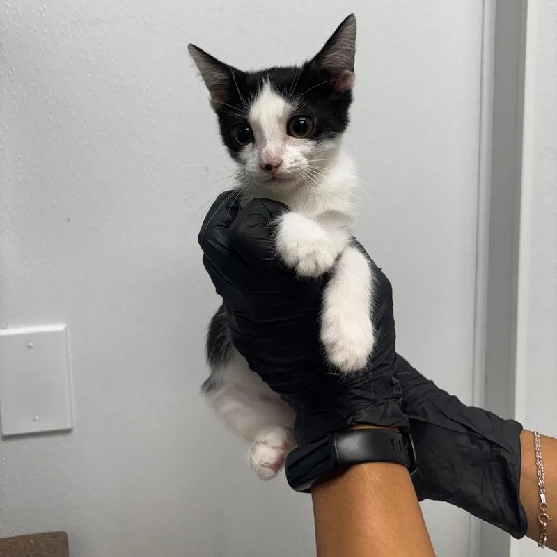 A baby small-sized female Black Domestic Short Hair cat named Diamond for adoption in Abilene, TX