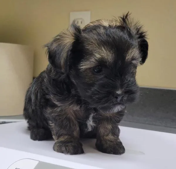 A baby small-sized male Shih Tzu dog named Lemonade for adoption in Kennewick, WA