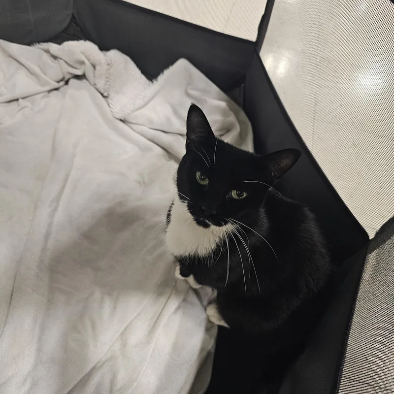 An adult medium-sized female Black & White / Tuxedo Tuxedo cat named Zara for adoption in Richmond, VA