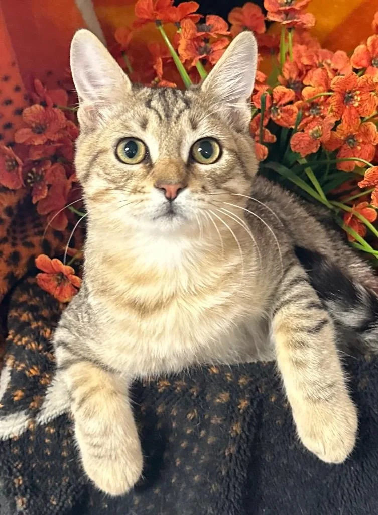 A baby small-sized male Domestic Short Hair cat named Clayton for adoption in Stillwater, OK