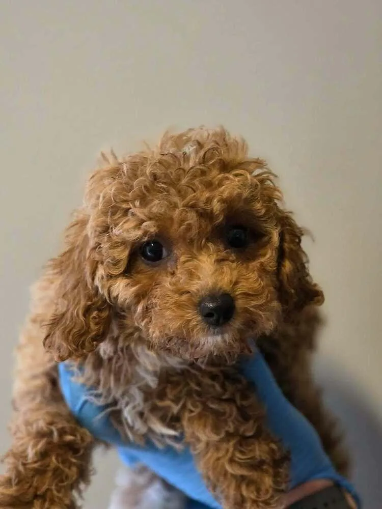 A baby small-sized female Cavalier King Charles Spaniel dog named Lucy for adoption in New York, NY
