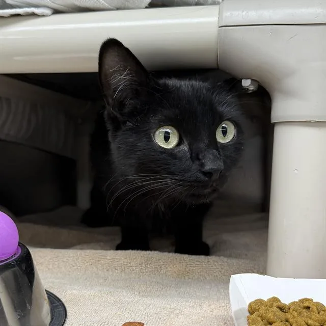 A young medium-sized female Domestic Short Hair cat named Void for adoption in Las Vegas, NV