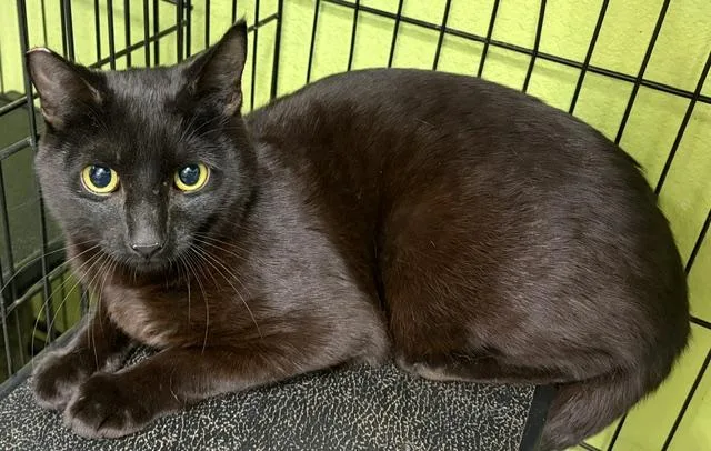 A young medium-sized male Black Domestic Short Hair cat named Jimmy for adoption in Jackson, CA