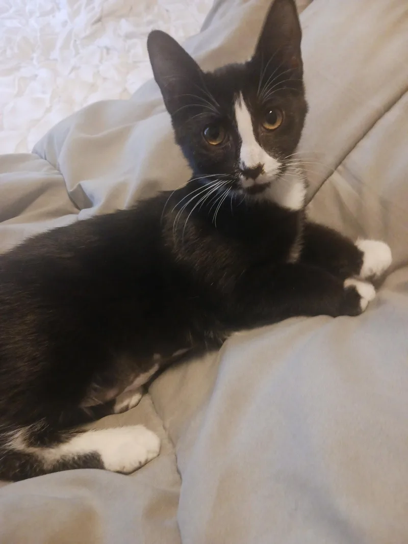 A baby medium-sized female Black & White / Tuxedo Domestic Short Hair cat named Starling for adoption in Wesley Chapel, FL