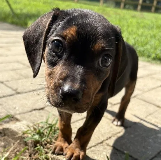 A baby medium-sized female Tricolor (Brown, Black, & White) Hound dog named Bambi for adoption in Richmond, VA