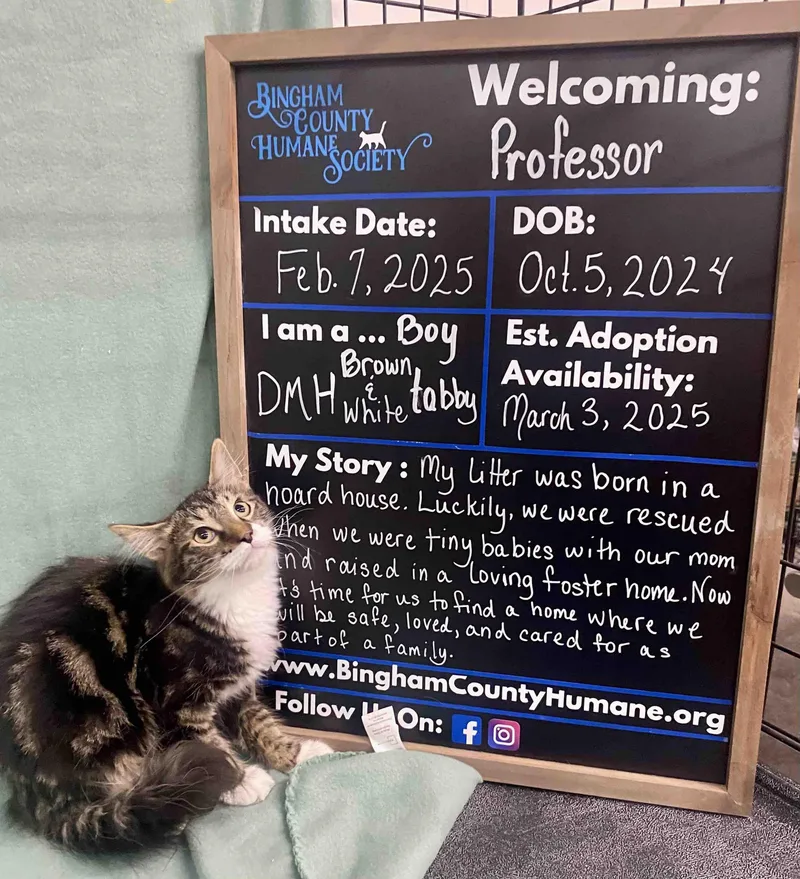 A young medium-sized male Domestic Medium Hair cat named Professor for adoption in Blackfoot, ID