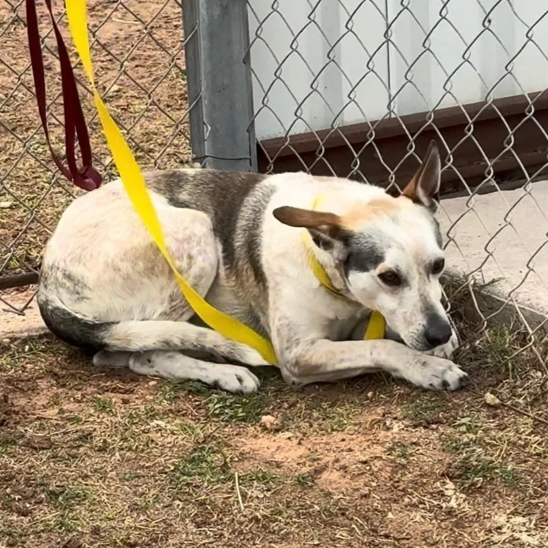 An adult medium-sized male Australian Cattle Dog / Blue Heeler dog named Bagel for adoption in Blue Springs, MO