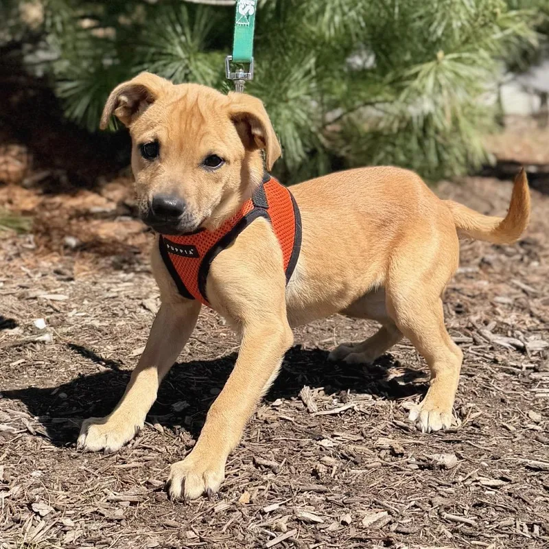 A baby medium-sized female Apricot / Beige German Shepherd Dog dog named Peony for adoption in East Hampton, NY