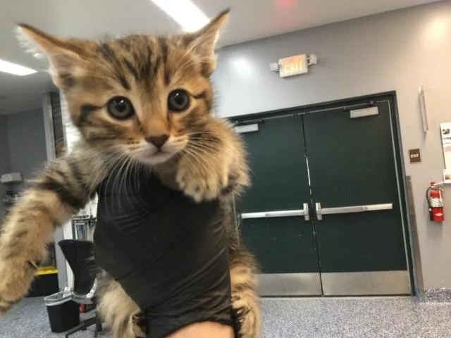 A baby small-sized male Domestic Short Hair cat named Luis for adoption in Thousand Palms, CA