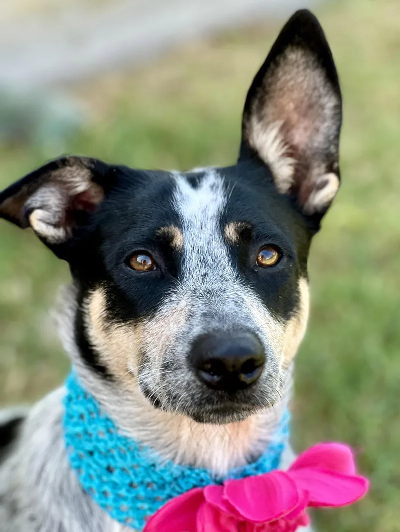 An adult large-sized female Australian Cattle Dog / Blue Heeler dog named Feyre for adoption in McKinney, TX