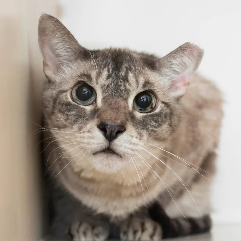A senior large-sized male Domestic Short Hair cat named Simon for adoption in Middletown, RI