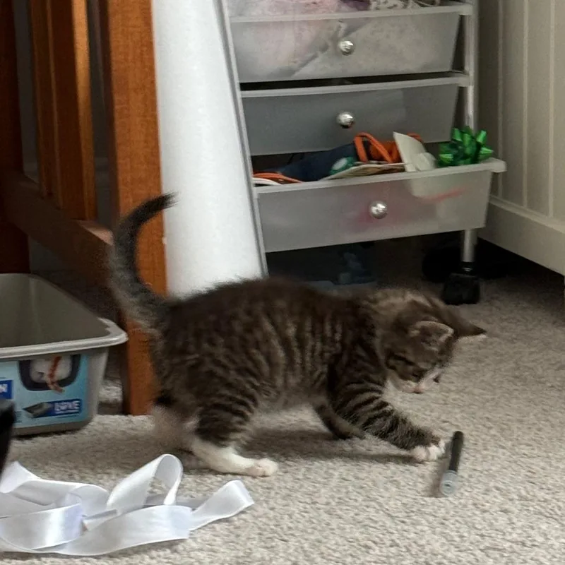 A baby small-sized male Brown / Chocolate Domestic Short Hair cat named Patches for adoption in York, PA