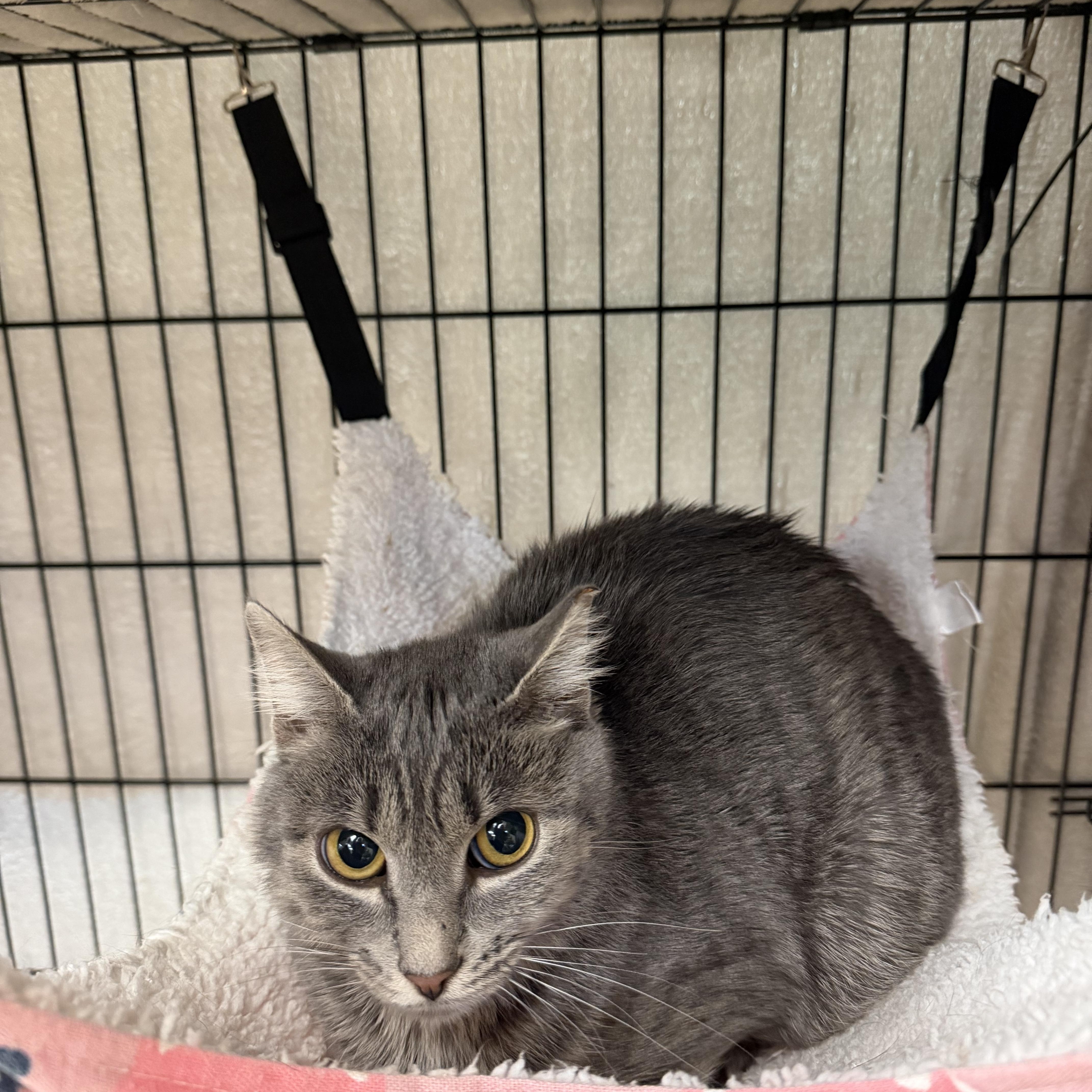 A young medium-sized female Gray / Blue / Silver Domestic Short Hair cat named Priscilla for adoption in Hudson, NY