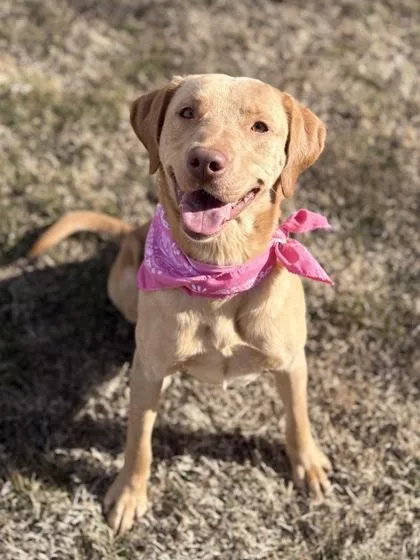 Buddy Boy thumbnail 2