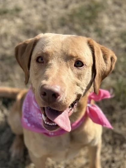 Buddy Boy thumbnail 3