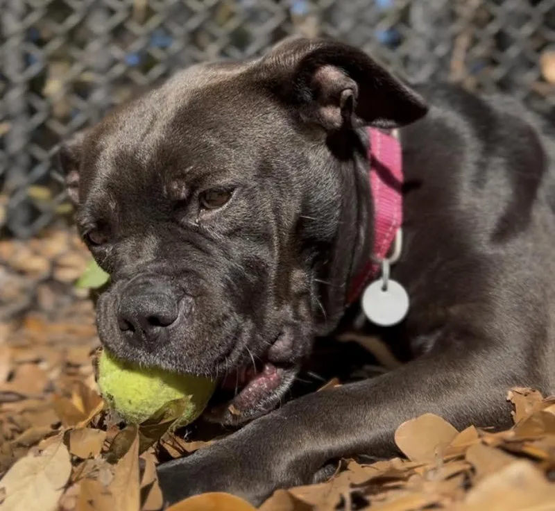 An adult medium-sized female Mixed Breed dog named Granola for adoption in Charleston, SC